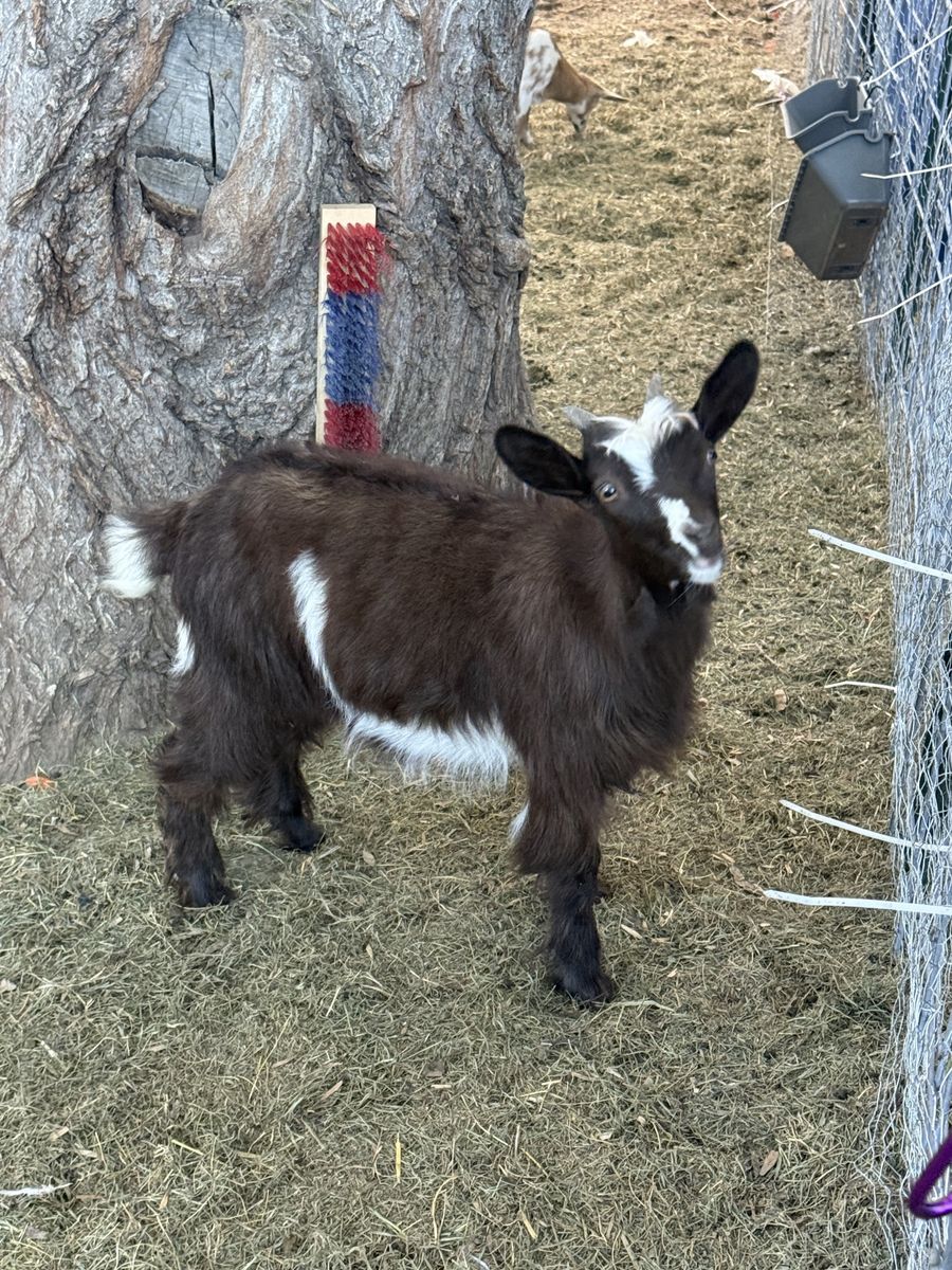 Silky fainting goats
