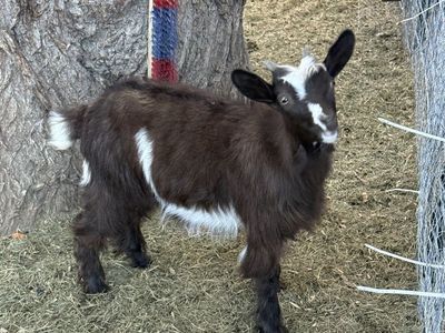 Silky fainting goats