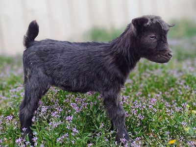 Nigerian Dwarf Goat Kids