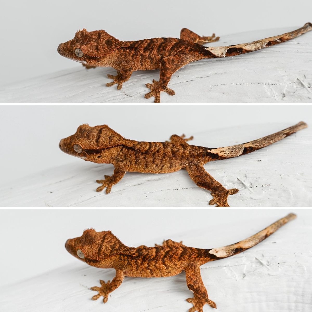 Bold Stripe Tigers For Sale