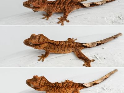 Bold Stripe Tigers For Sale