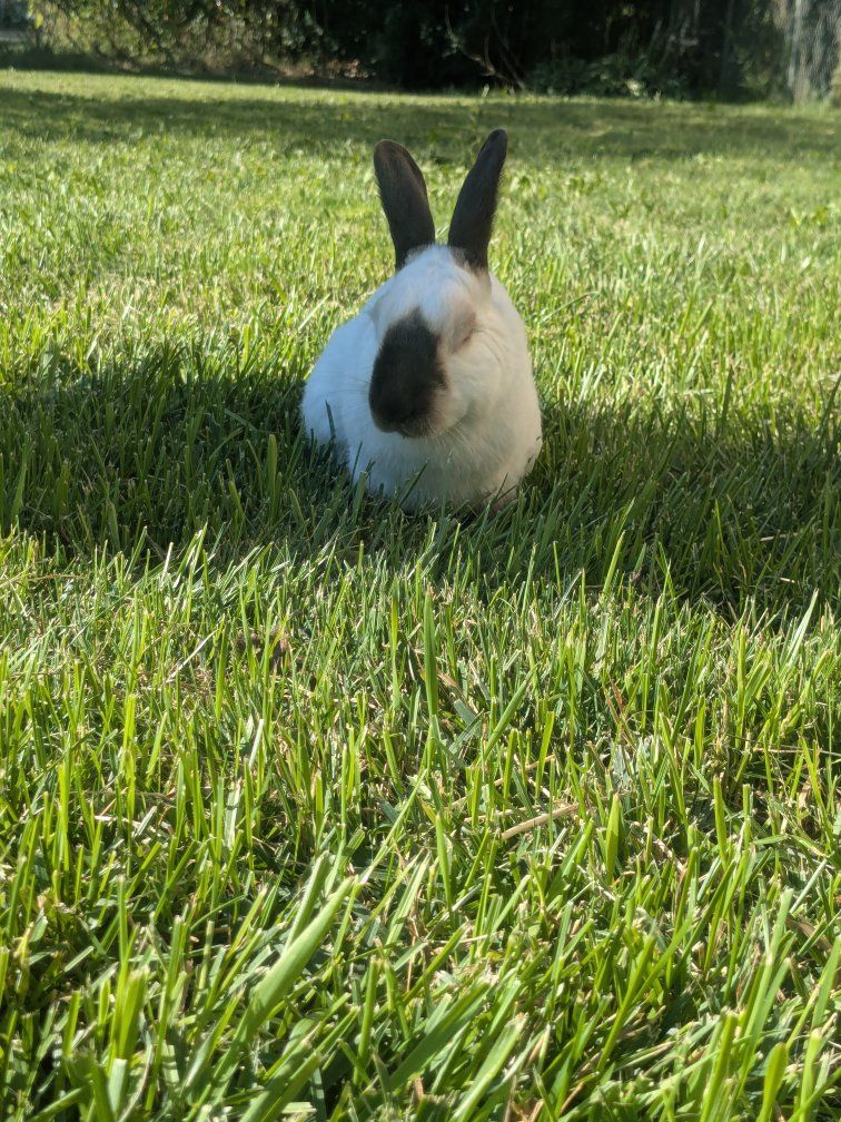 Pet Rabbit - Himalayan Rabbit 2 years old