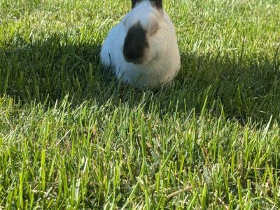 Pet Rabbit - Himalayan Rabbit 2 years old