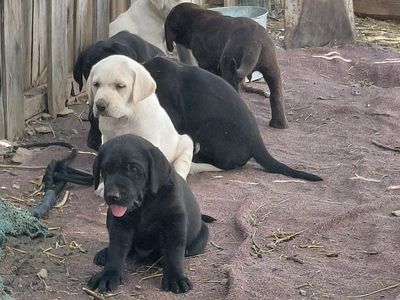 Pets