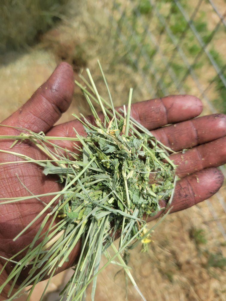 Quality 1st & 2nd crop hay 2 varieties