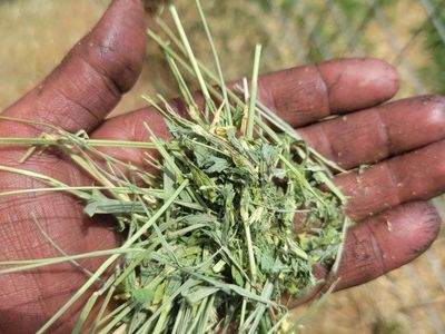 Quality 1st & 2nd crop hay 2 varieties