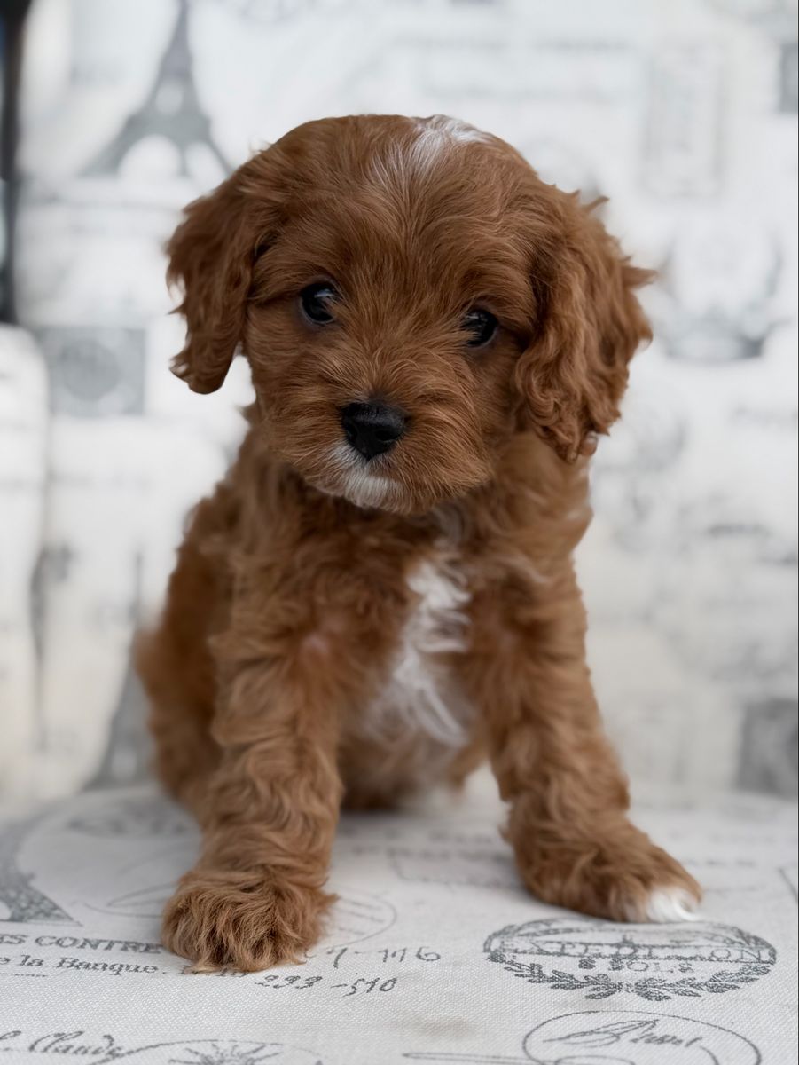 Adorable Mini Cavapoo Puppies for Sale - Various Colors, Ready for New Homes