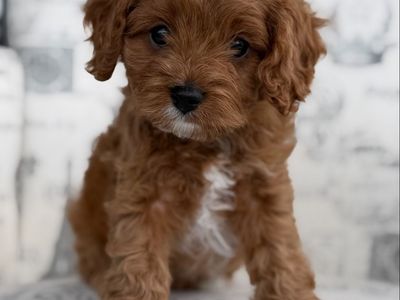 Adorable Mini Cavapoo Puppies for Sale - Various Colors, Ready for New Homes