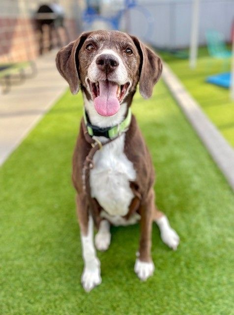 A160141 Lola is Available for Adoption!