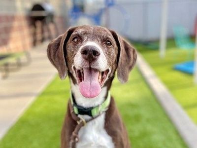 A160141 Lola is Available for Adoption!