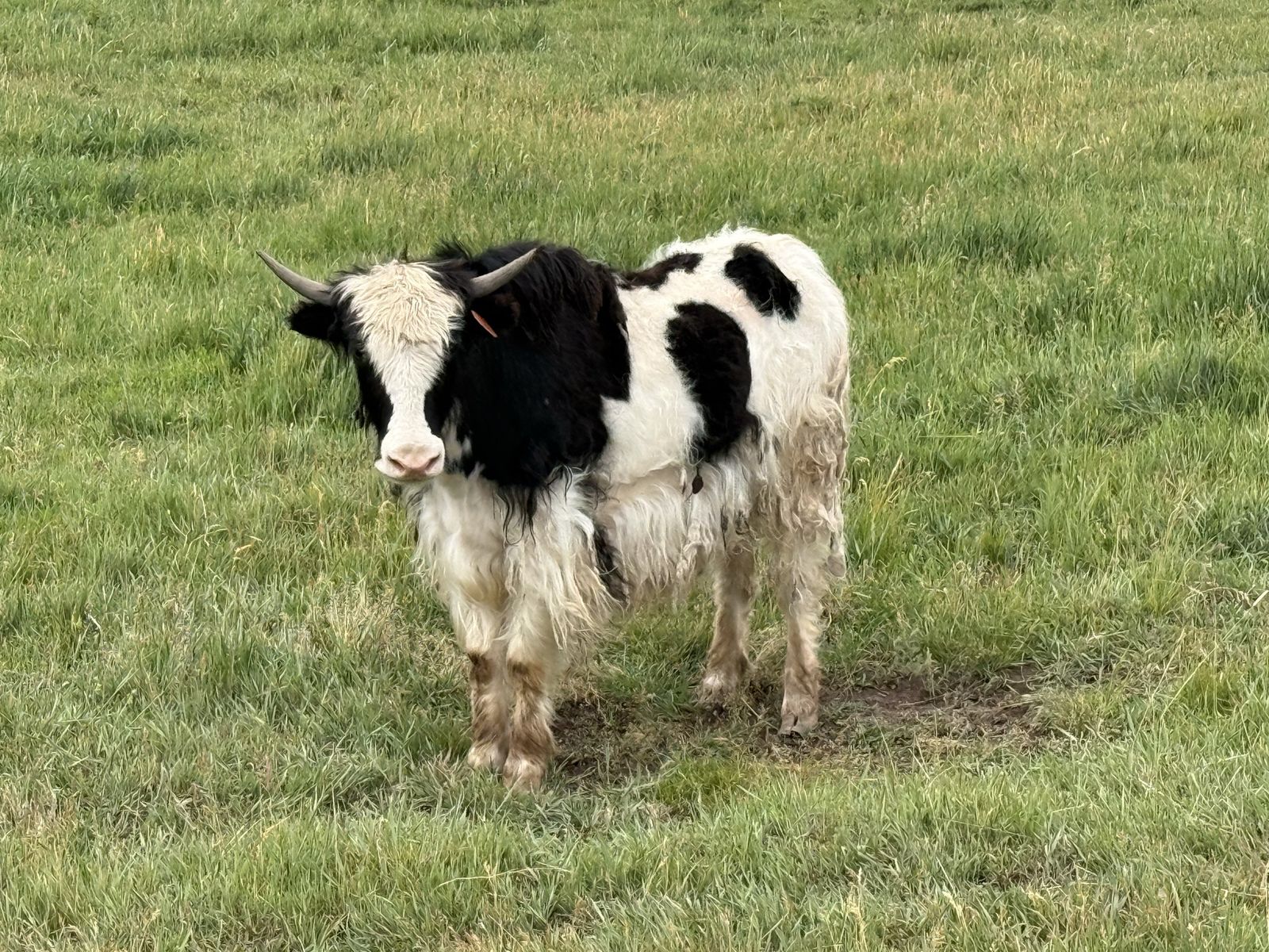 Royal yak heifer