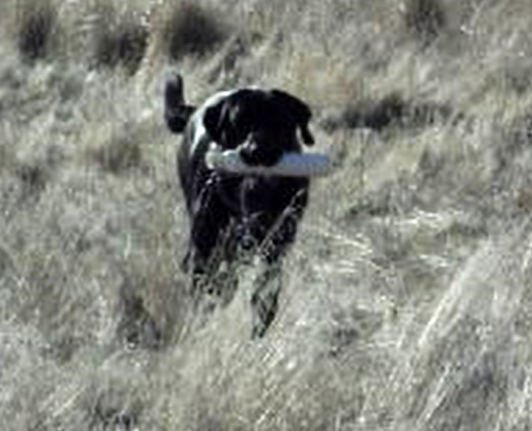 Gundog Training Tool