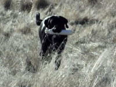 Gundog Training Tool