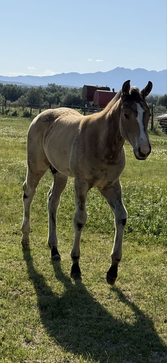 Sunwoods Drifter - Buckskin Colt