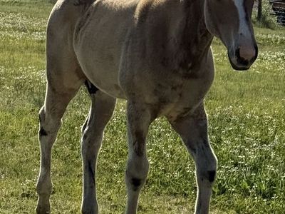 Sunwoods Drifter - Buckskin Colt