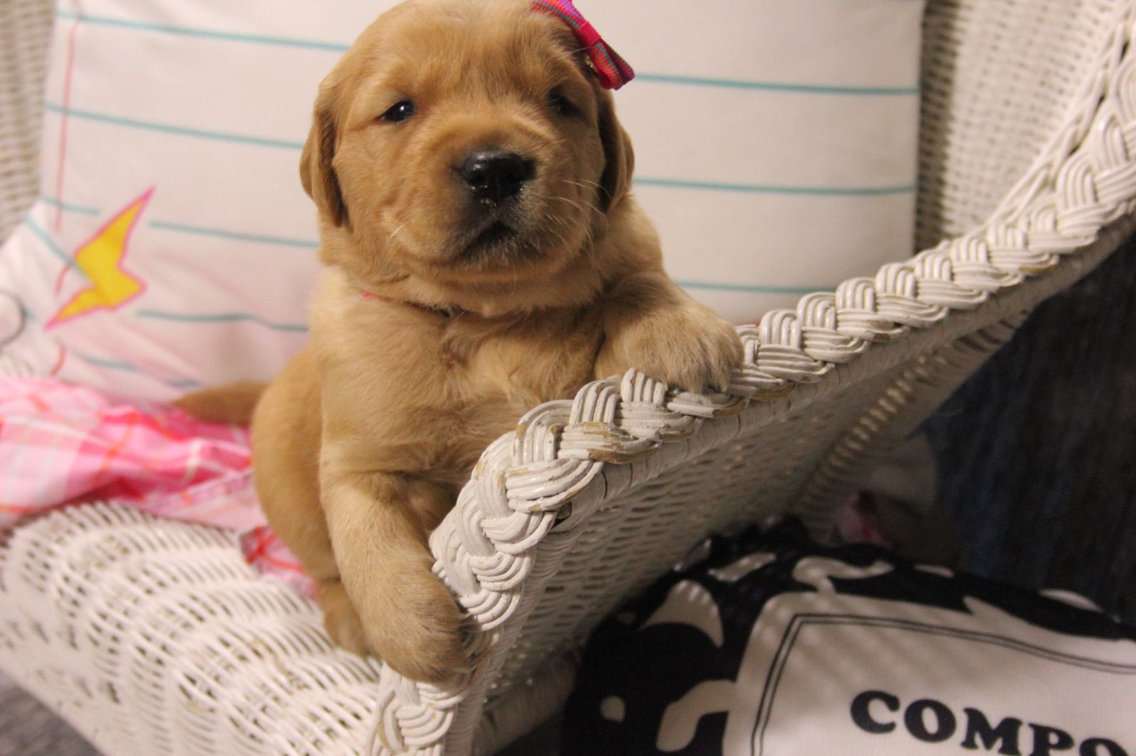 AKC Golden Retriever Puppies - OFA Tested Parents