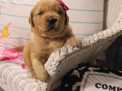AKC Golden Retriever Puppies - OFA Tested Parents