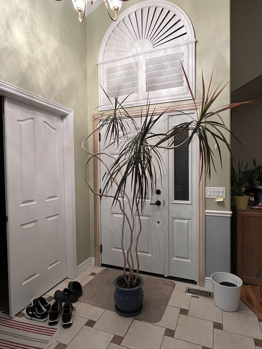 House plants for sale