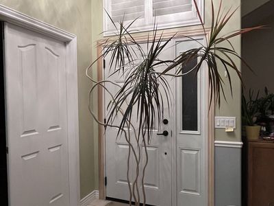 House plants for sale
