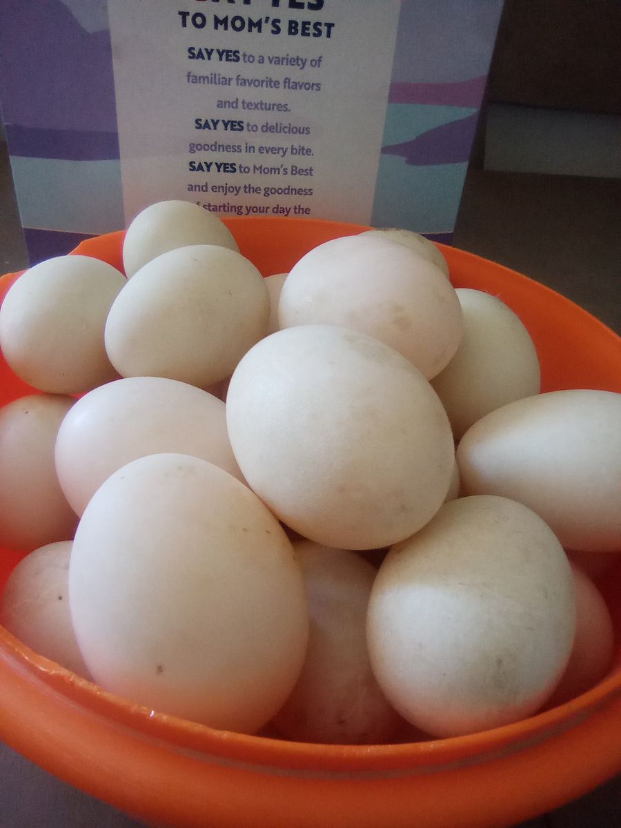 Duck eggs