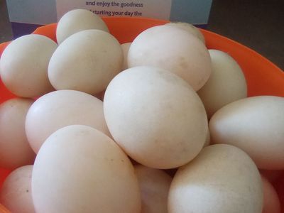 Duck eggs