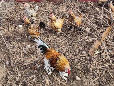 Mille Fleur D'uccle Rooster and 5 Hens
