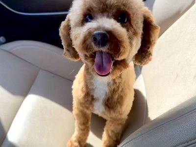AKC RED TOY POODLE STUD 6.5 LBS