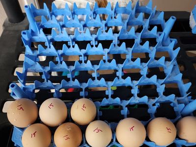 Lavender Orpington Fertile Eggs