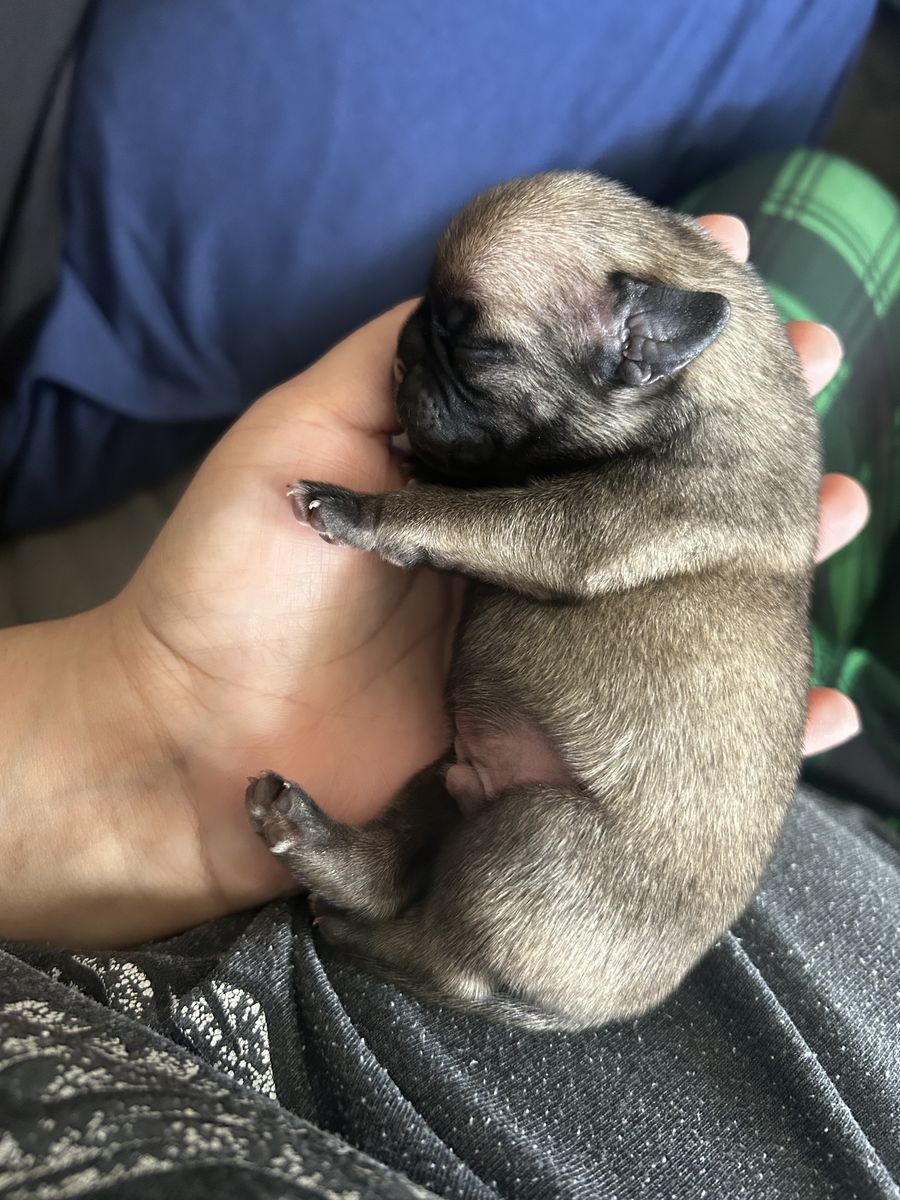 Purebred Pug Puppies