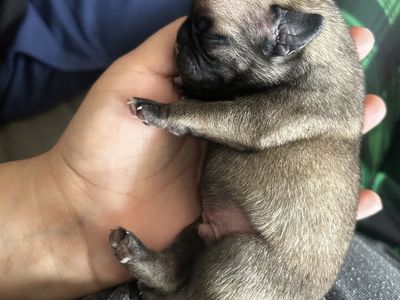 Purebred Pug Puppies