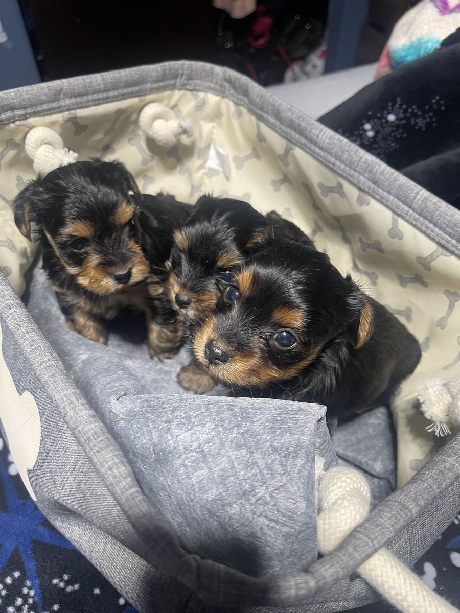 Yorkie puppies