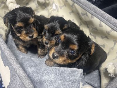 Yorkie puppies
