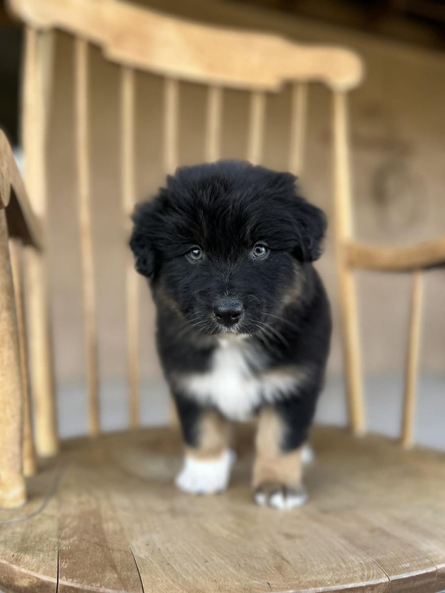 Beautiful Registered Australian shepherd puppies