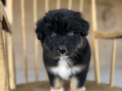 Beautiful Registered Australian shepherd puppies