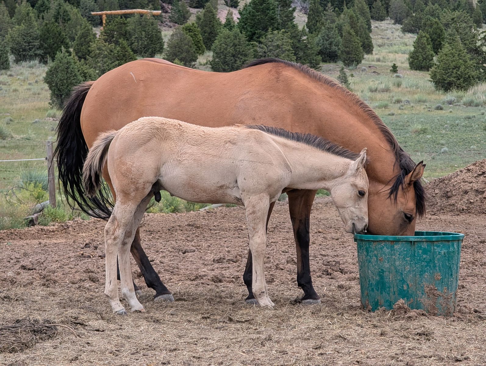 Dunskin Stud AQHA weanling