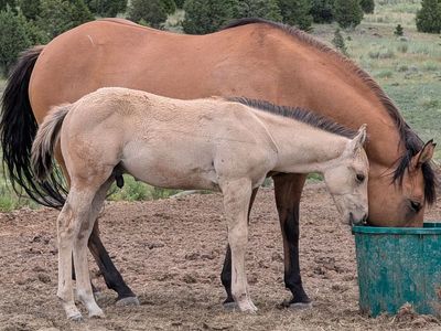 Dunskin Stud AQHA weanling
