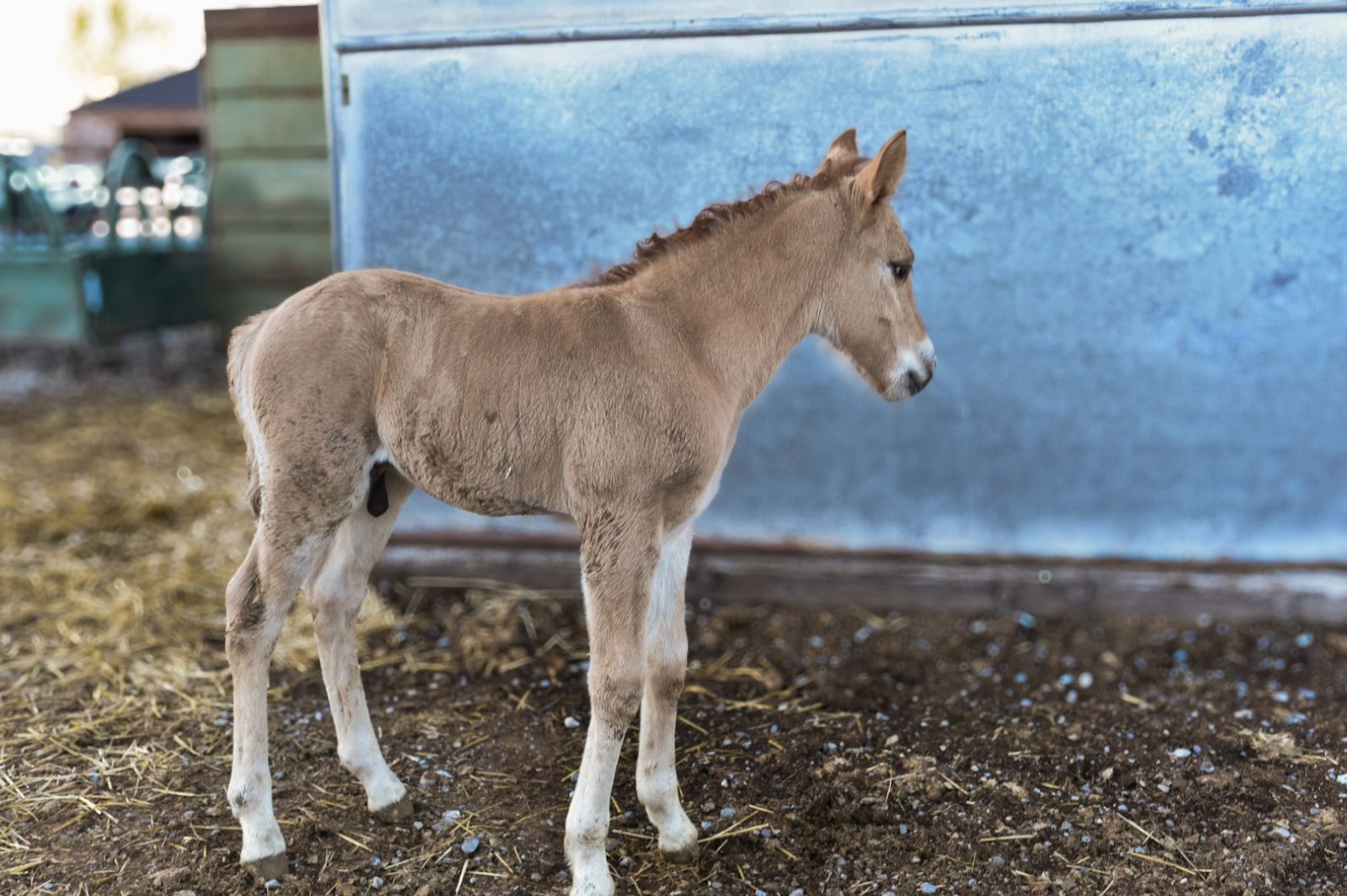 Half draft colt