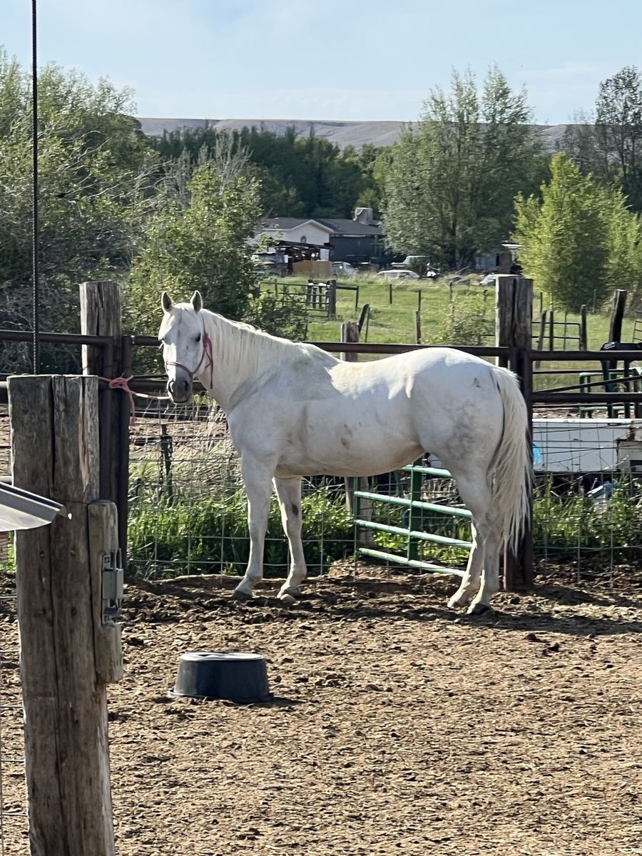barrel horse by Judge cash