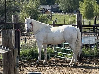 barrel horse by Judge cash