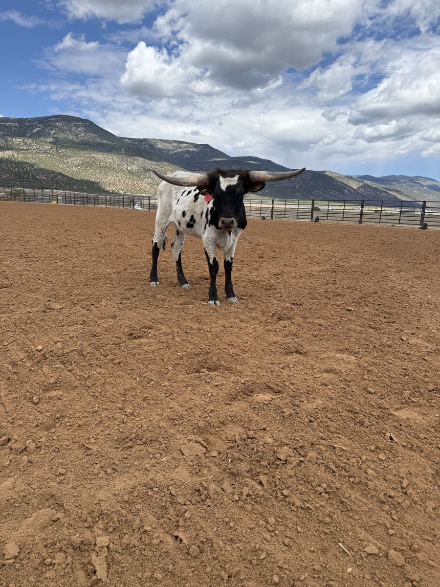 Longhorn heifer