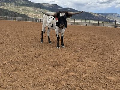 Longhorn heifer