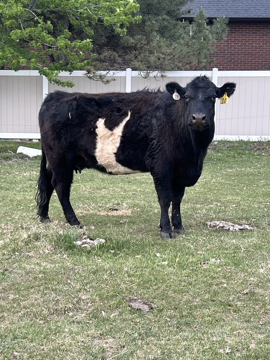 Cow with calf