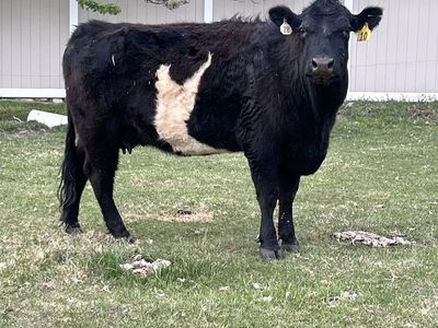 Cow with calf