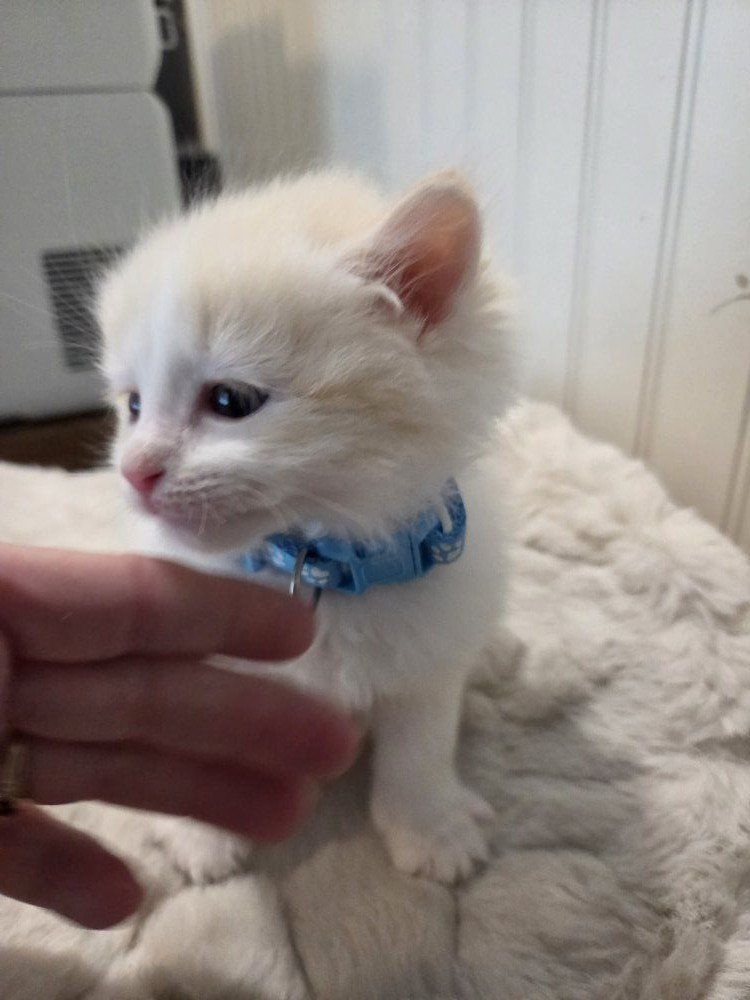 TICA ragdoll mink (cherubim) kittens