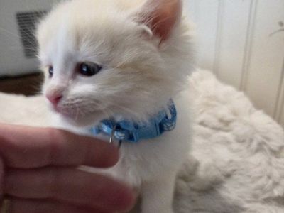 TICA ragdoll mink (cherubim) kittens