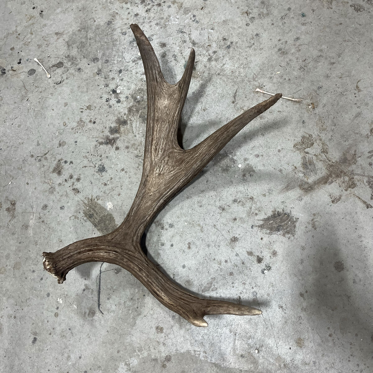 Antler Coloring/Staining/Repair