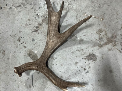 Antler Coloring/Staining/Repair