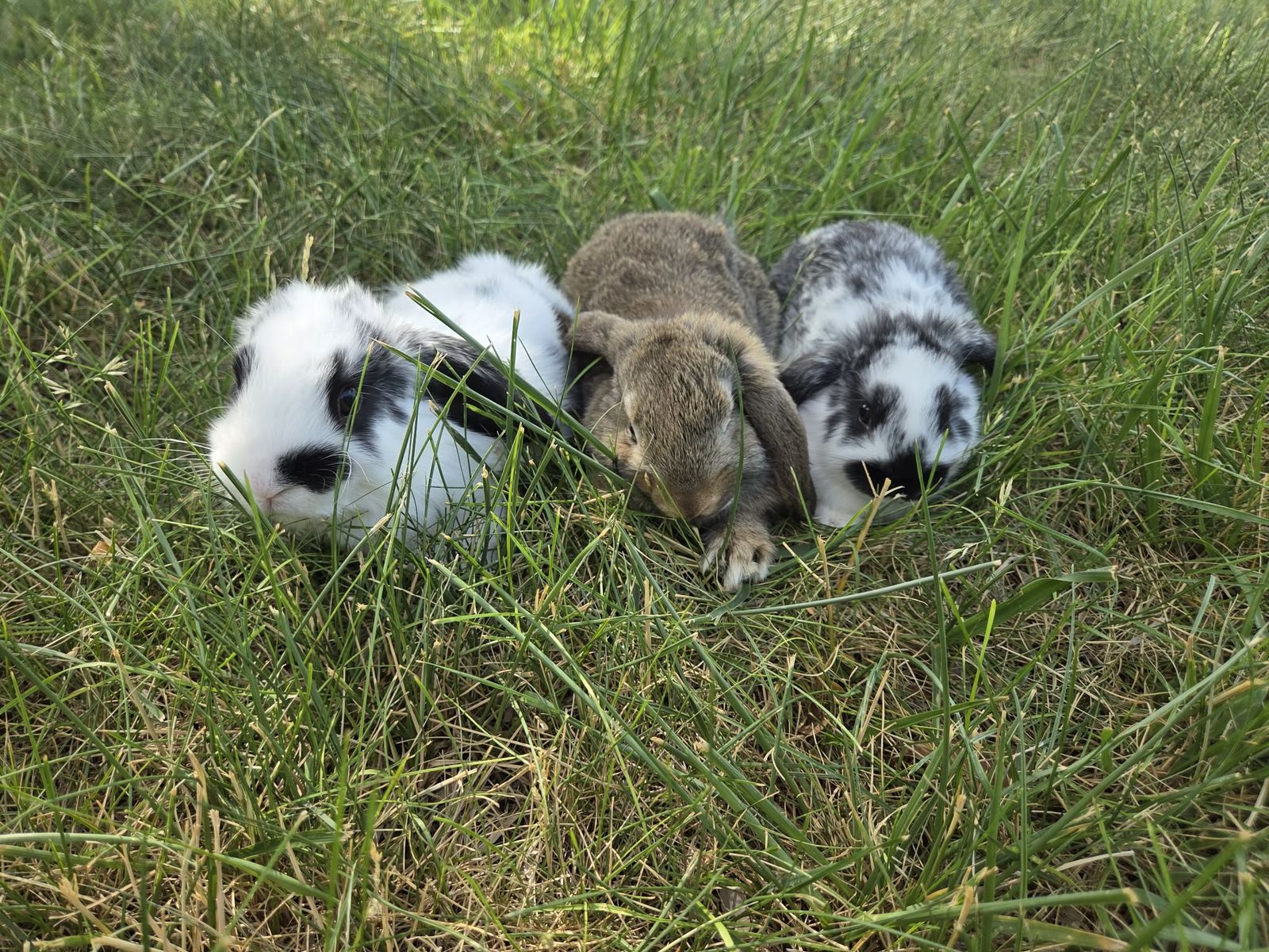 Mini lop does