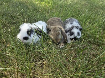 Mini lop does