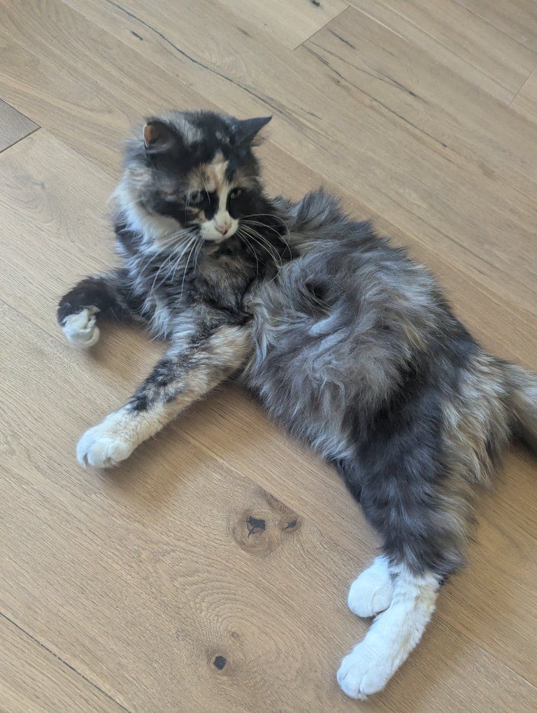 ISO calico long hair momma cat